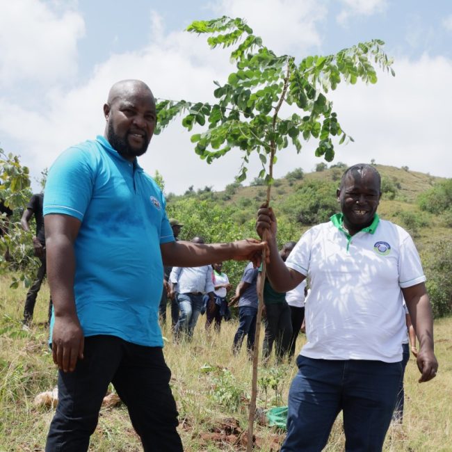tree planting